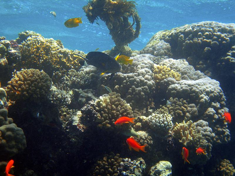 SAFAGA 07  2008 252.jpg